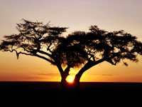 Solnedgång i Afrika Solnedgång i Afrika