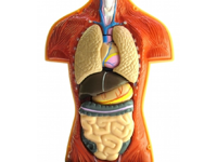 Organ Organ