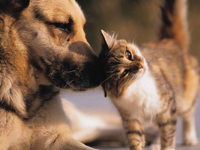 Hund och katt