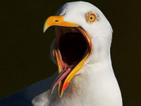 Mås som gapar Mås som gapar