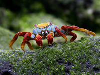 Krabba Krabba