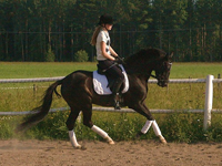 Hästar Hästar
