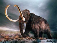Mammut Mammut