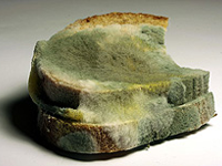 Mögligt bröd Mögligt bröd