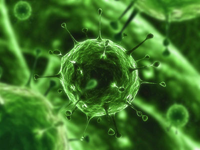 Virus Virus